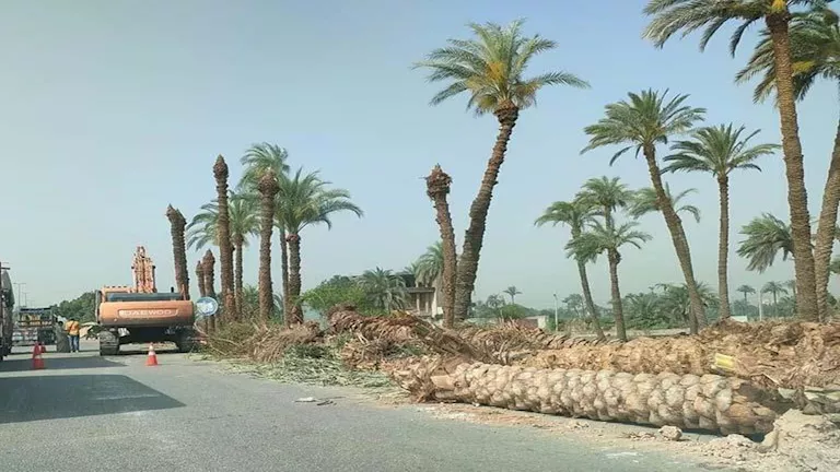 "قطع ممنهج للأشجار".. بلاغ للنائب العام يطالب بالتحقيق في وقائع بعدة محافظات